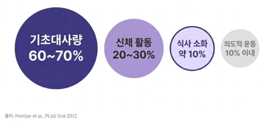 [덕은동 다이어트 한의원] 굶으면서 다이어트하면 안 되는 이유 — 기초대사량에 답이 있습니다
